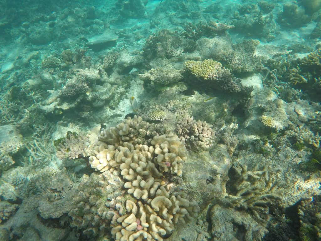 un coral en el agua